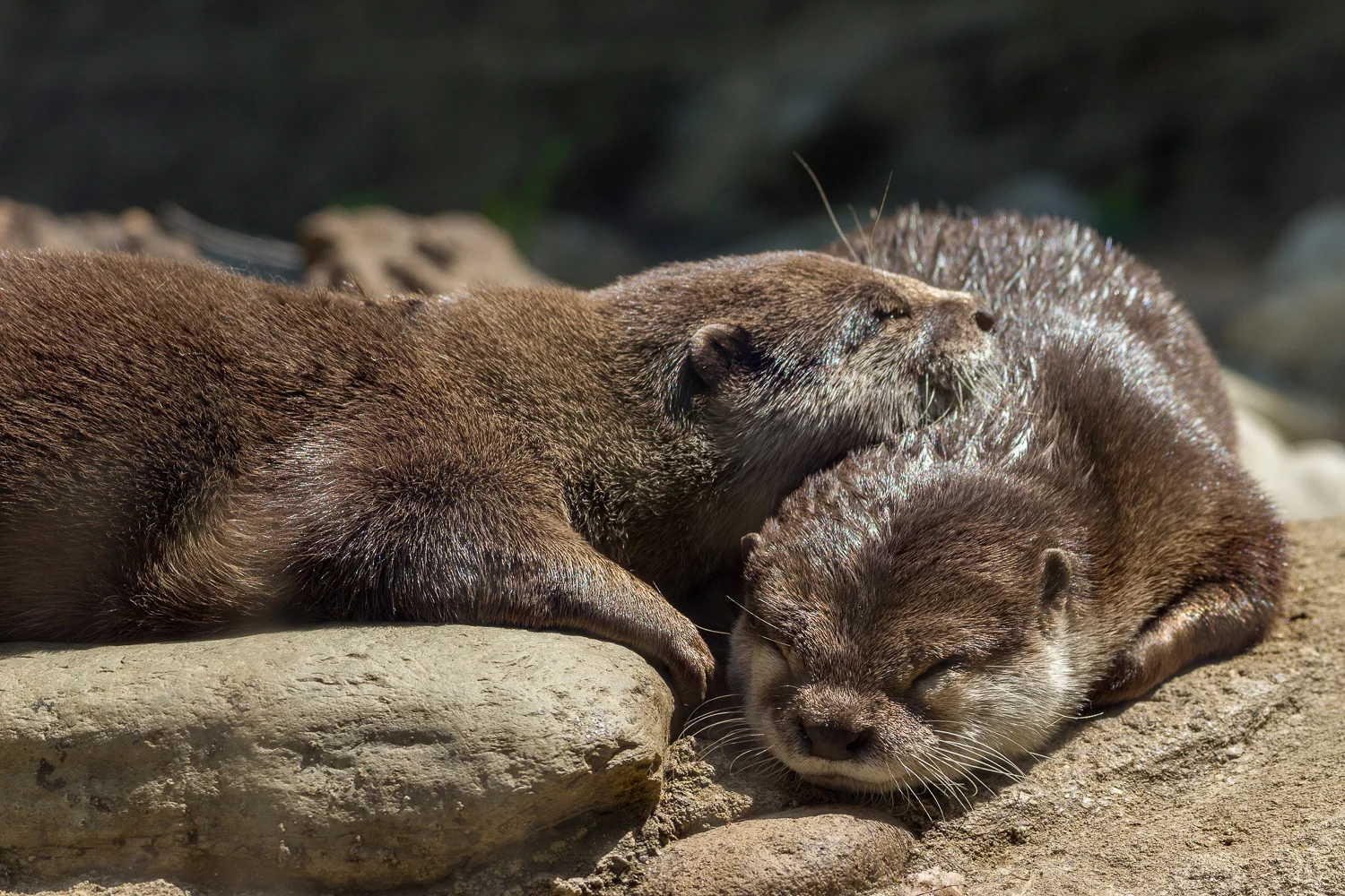 2016-04-20 otters_5.jpg