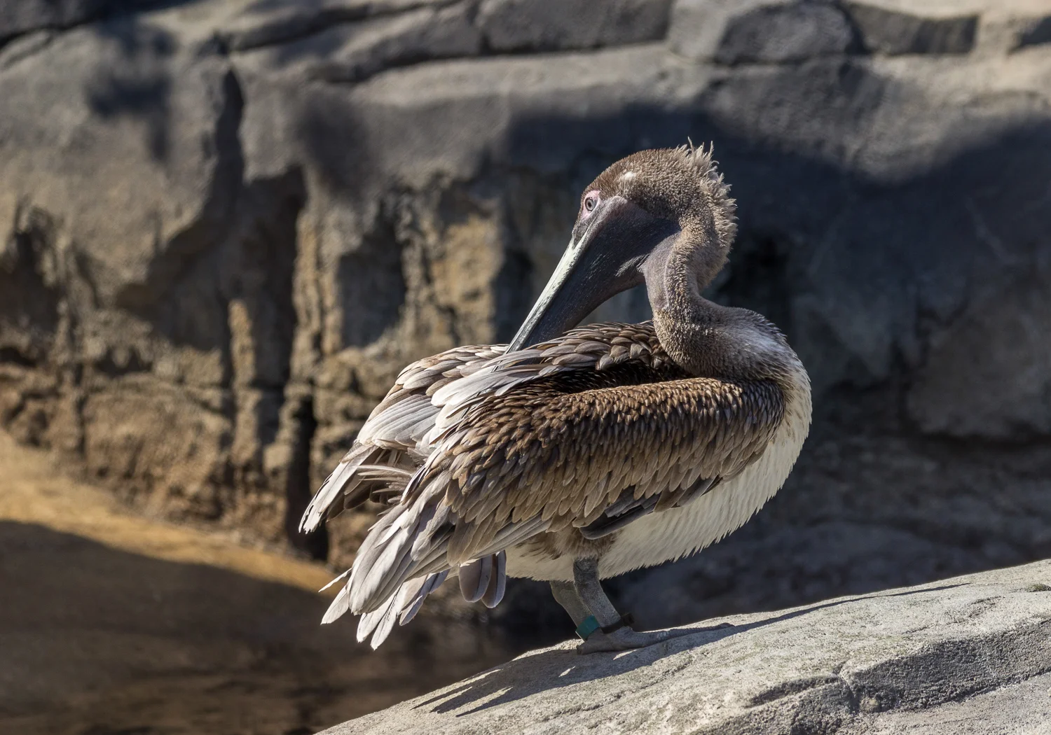 2016-04-20 pelican_13.jpg