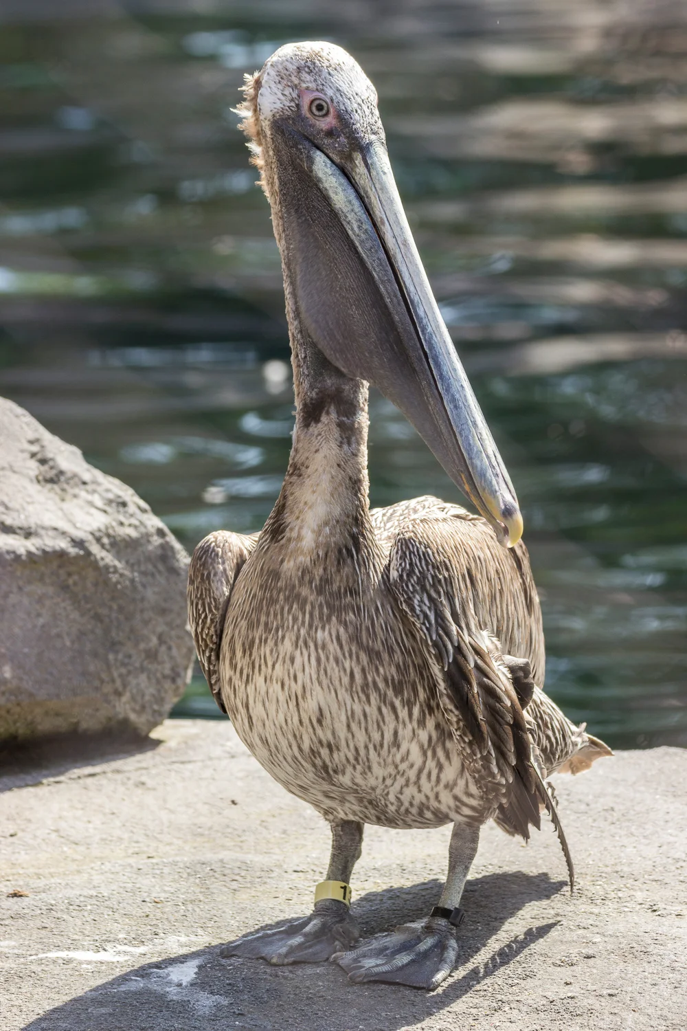 2016-04-20 pelican_21.jpg