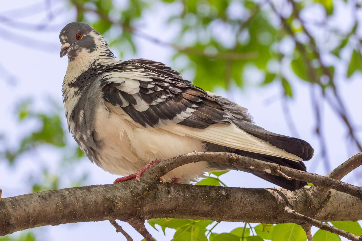 2016-04-20 pigeon_5.jpg