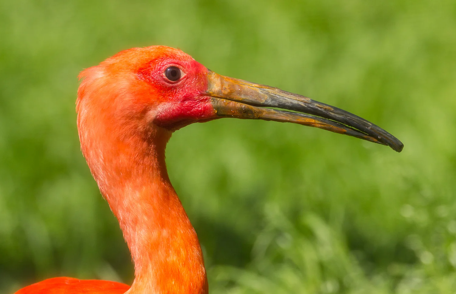 2016-04-20 red ibis.jpg