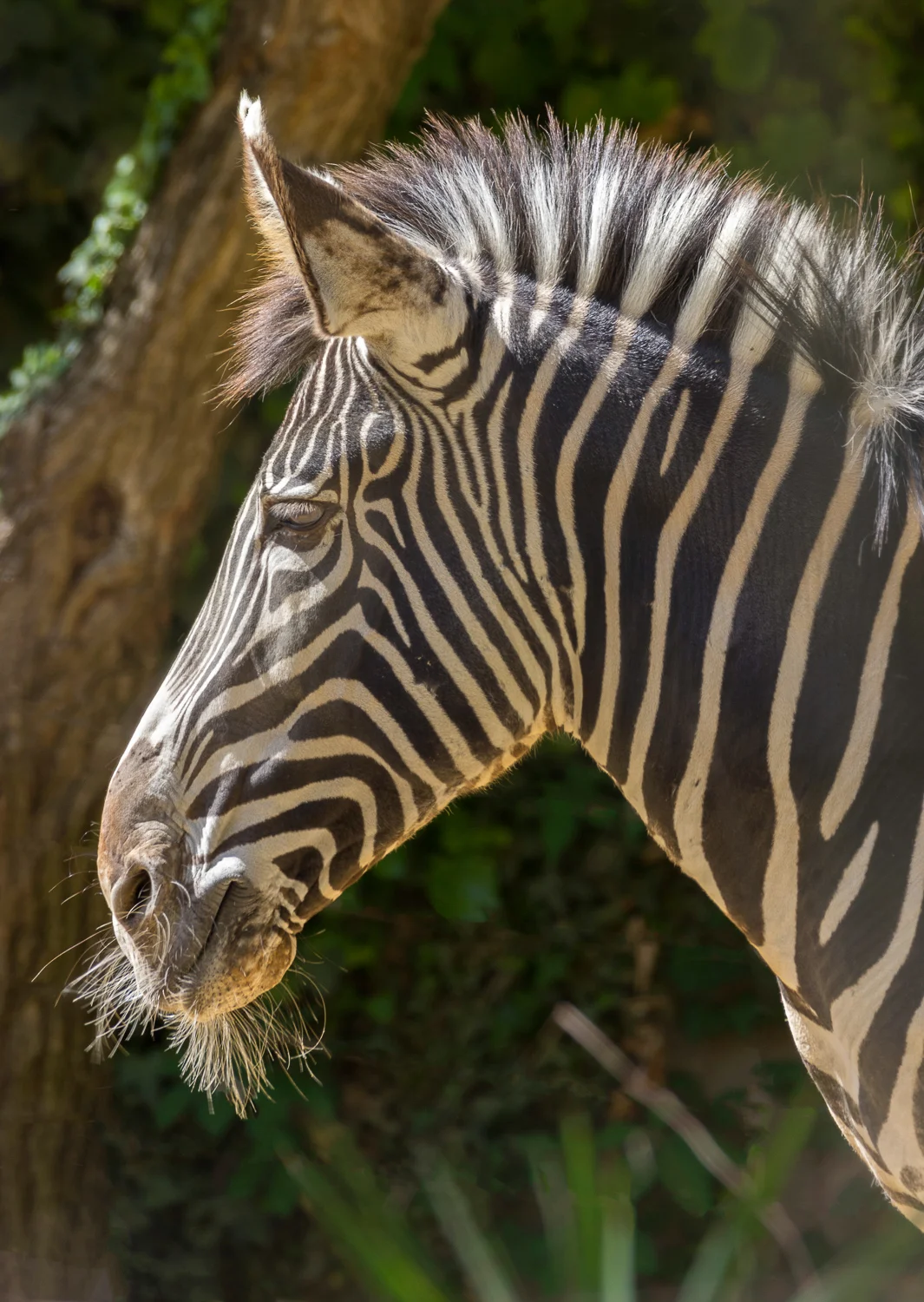 2016-04-20 zebra_7.jpg