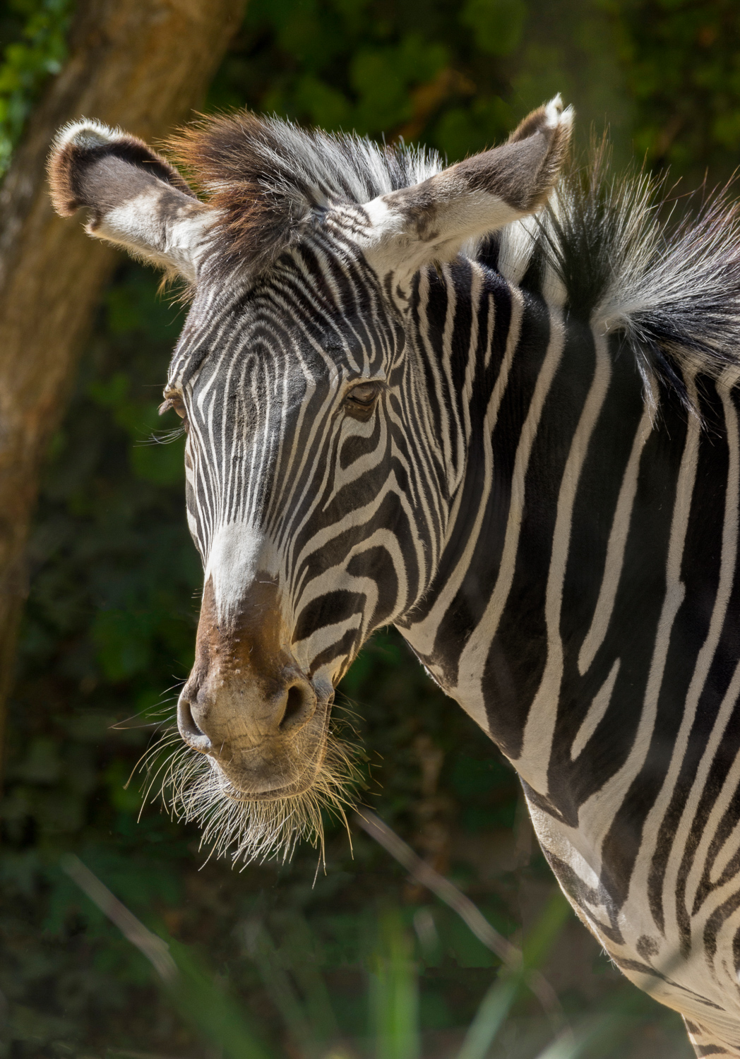 2016-04-20 zebra_14.jpg