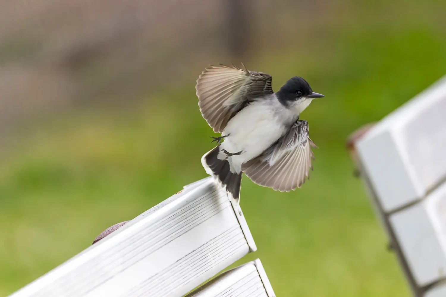 2016-05-19-eastern kingbird_8.jpg