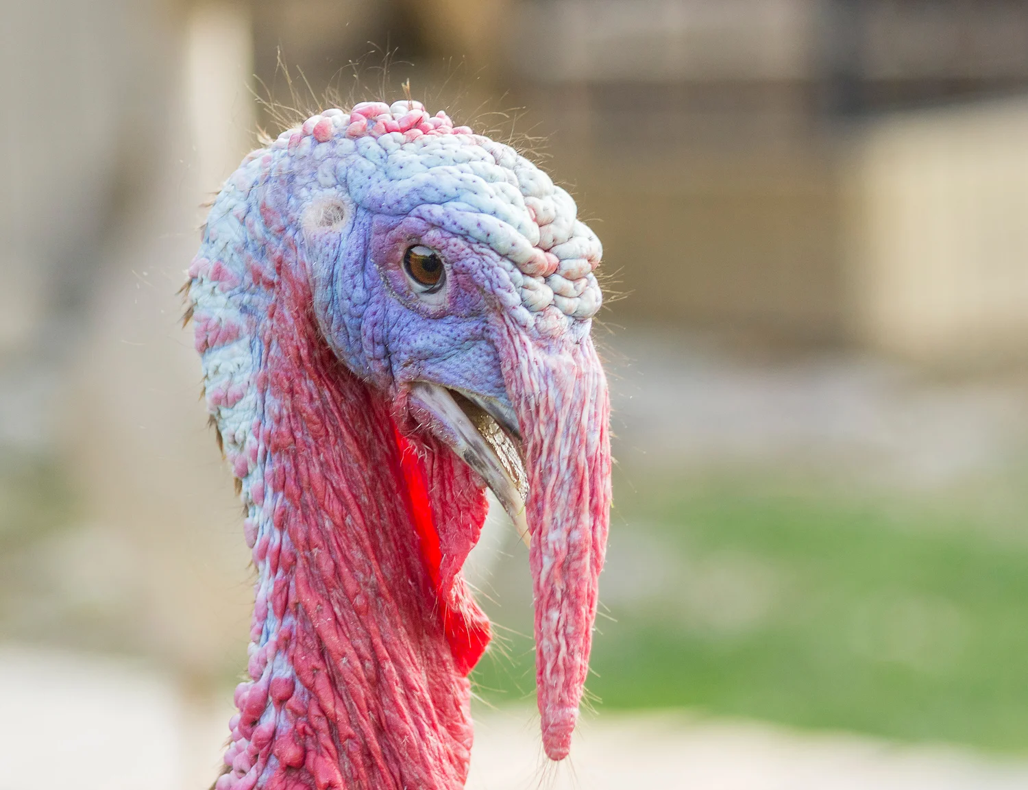 2016-05-28-male turkey_61.jpg