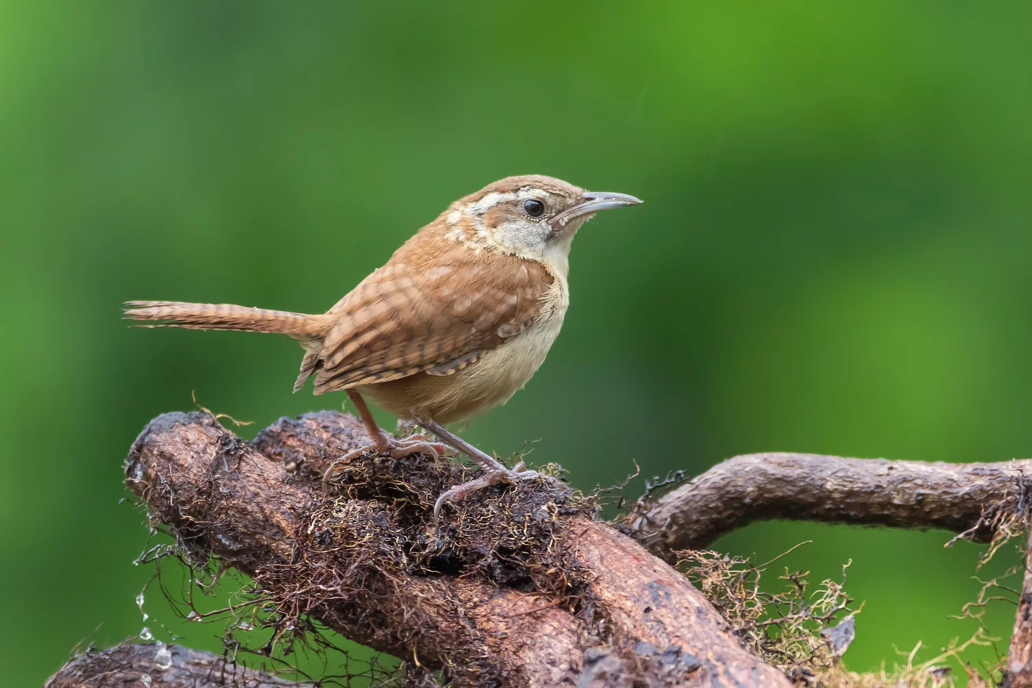 2016-06-16-carolina wren_17.jpg