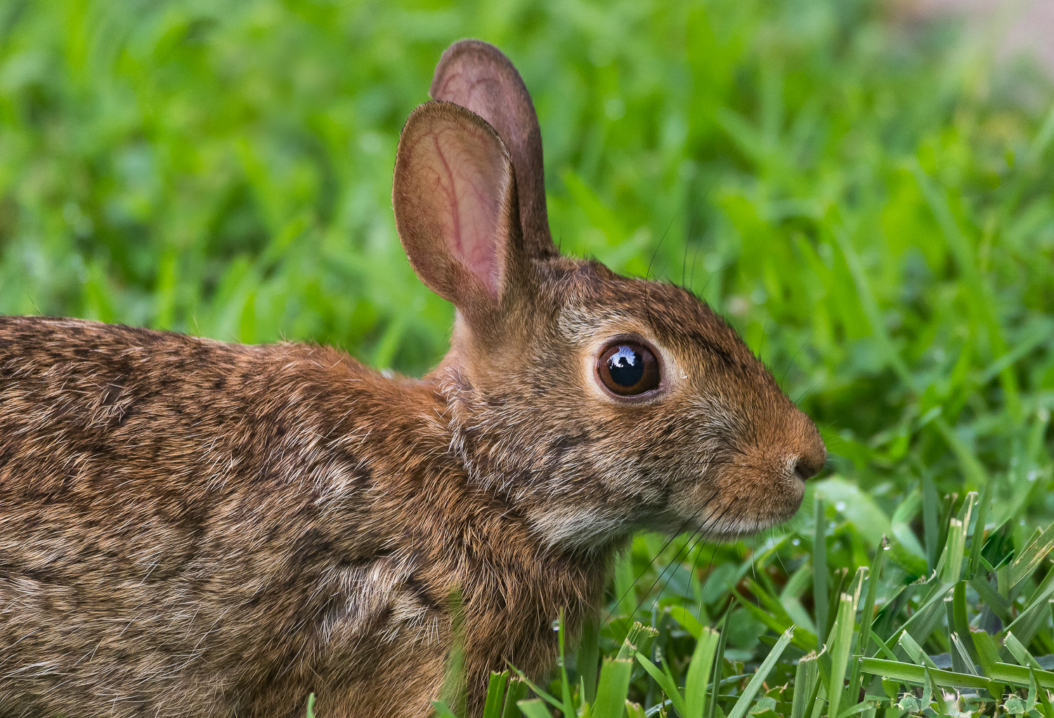 2016-06-30-rabbit_7.jpg