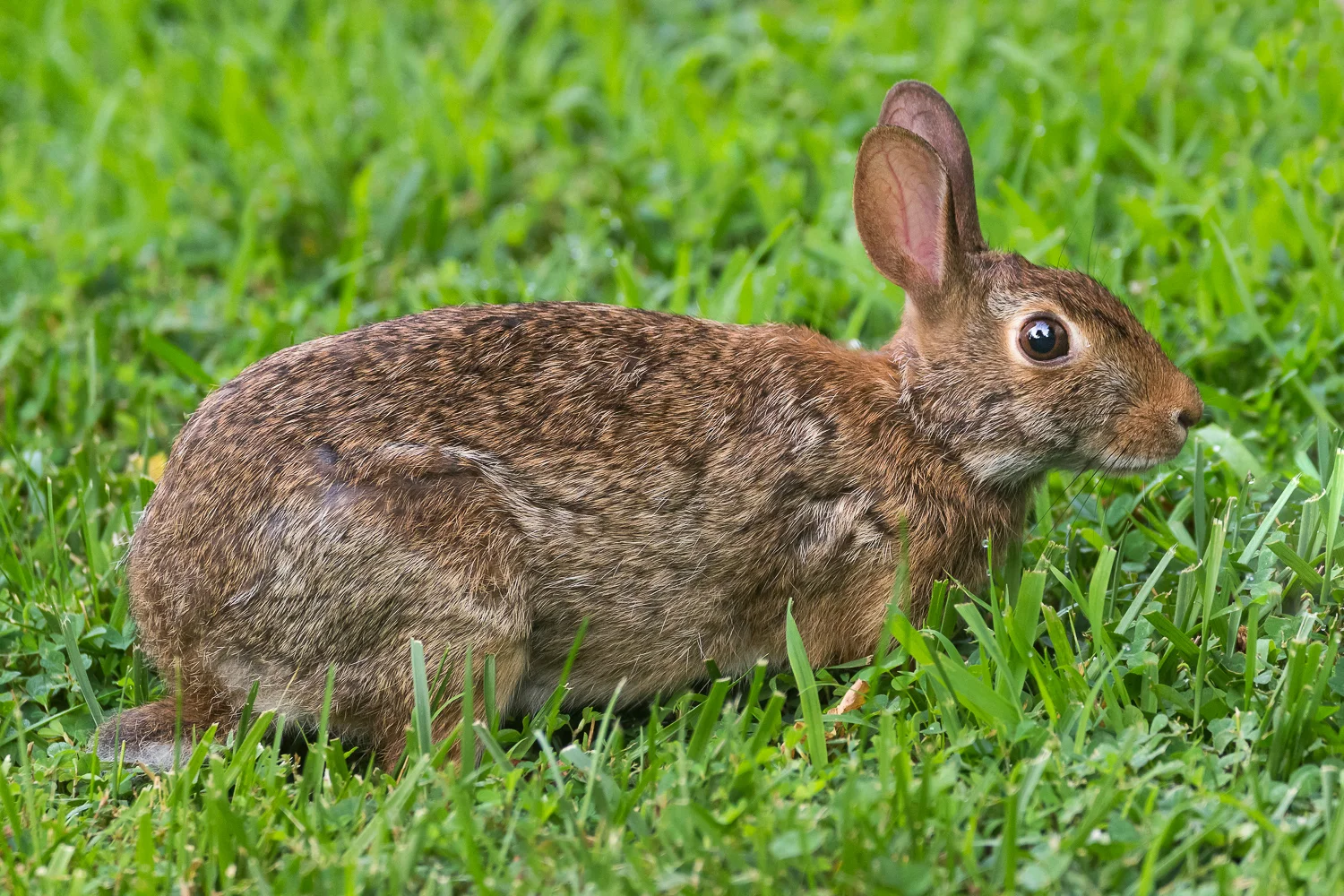 2016-06-30-rabbit_20.jpg