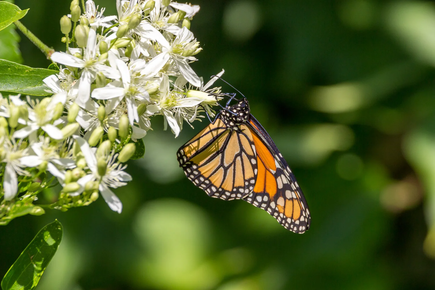 2016-08-29-monarch butterfly_1.jpg