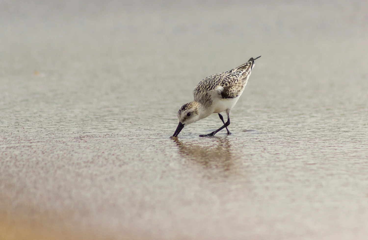 2016-09-08-sandpiper - Ocean City, MD_186.jpg