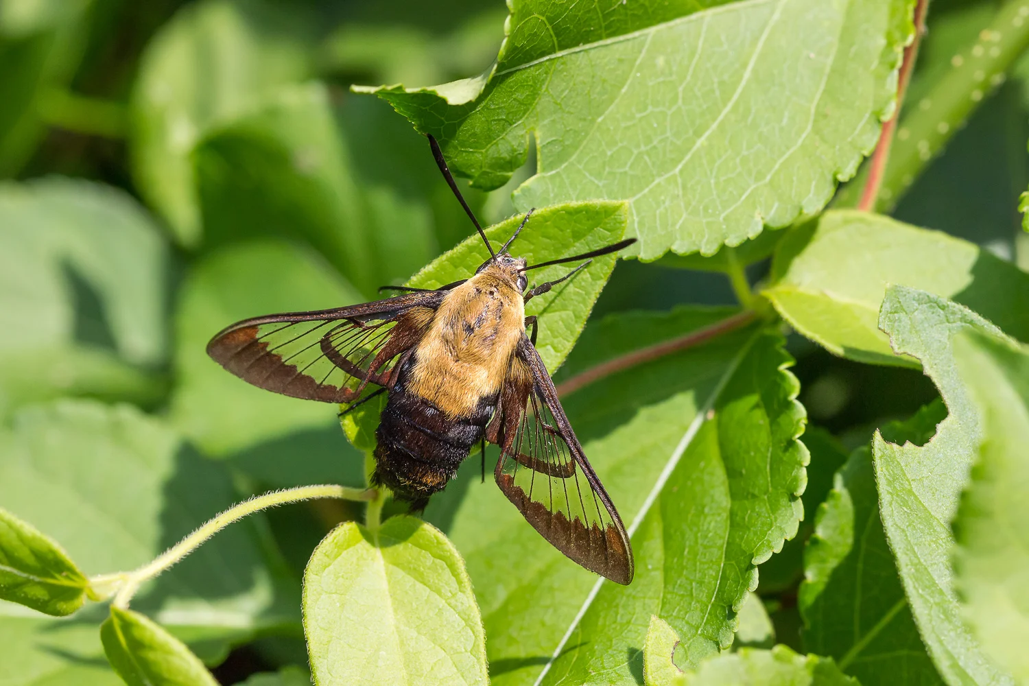 2016-09-05-moth_5.jpg