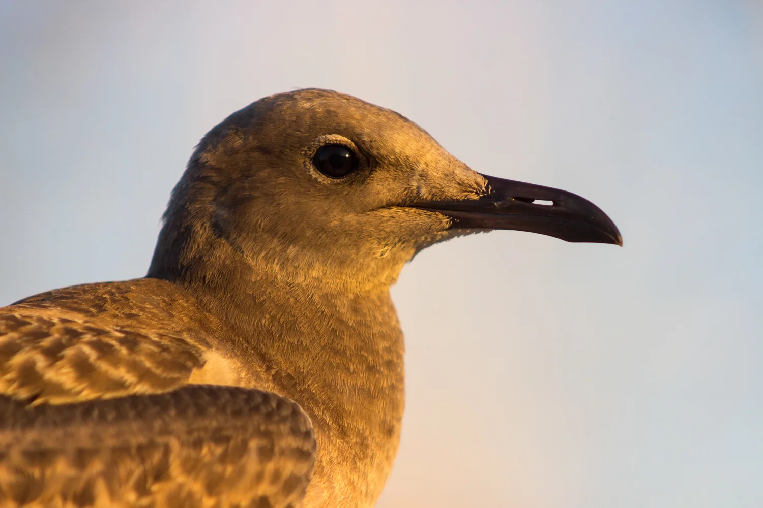 2016-09-08-seagull - Ocean City, MD_11.jpg