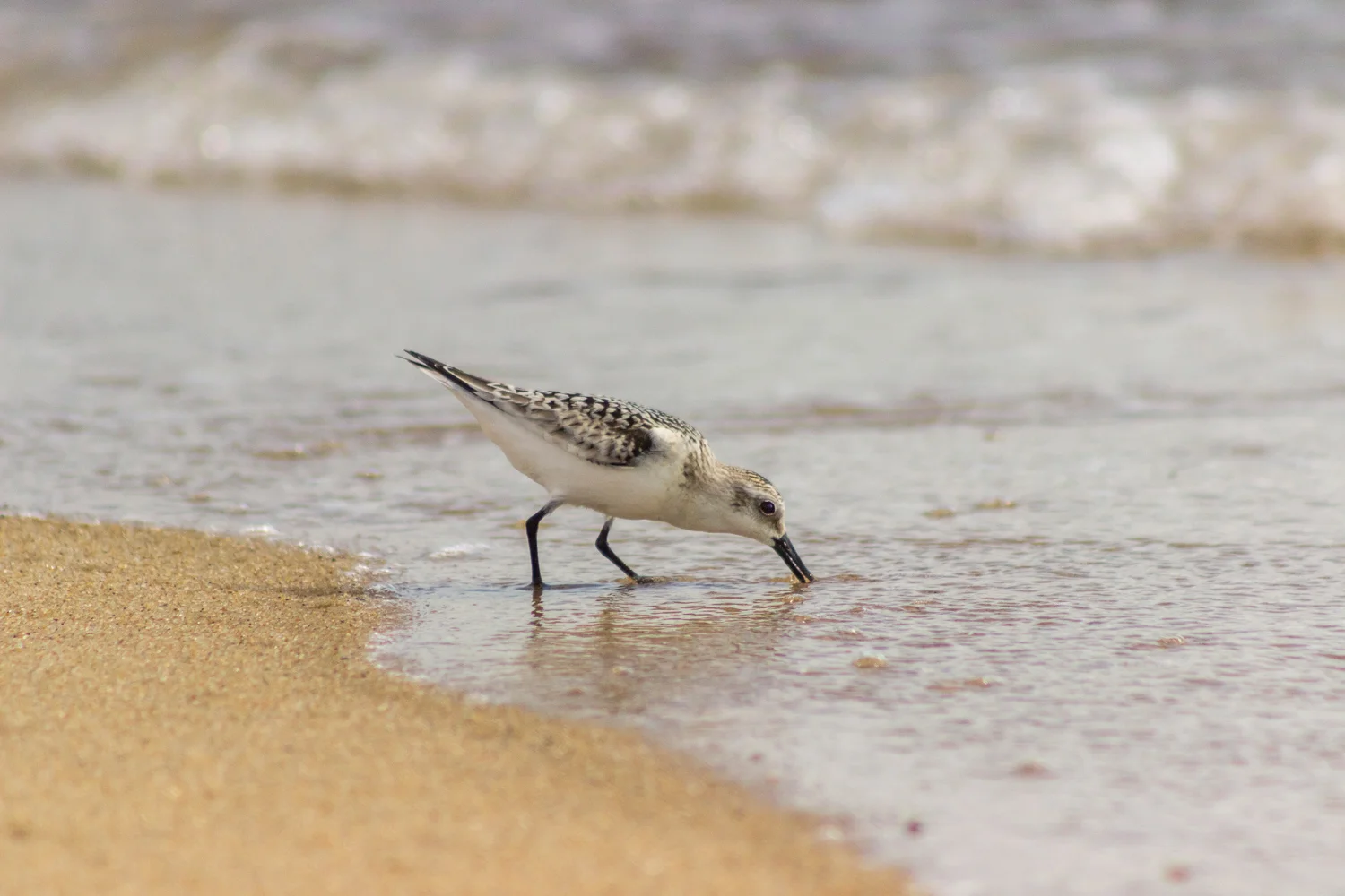 2016-09-08-sandpiper - Ocean City, MD_190.jpg