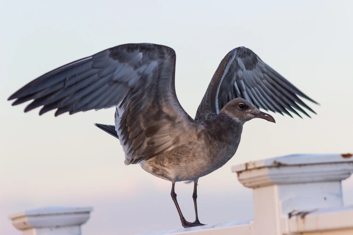 2016-09-08-seagull - Ocean City, MD_29.jpg