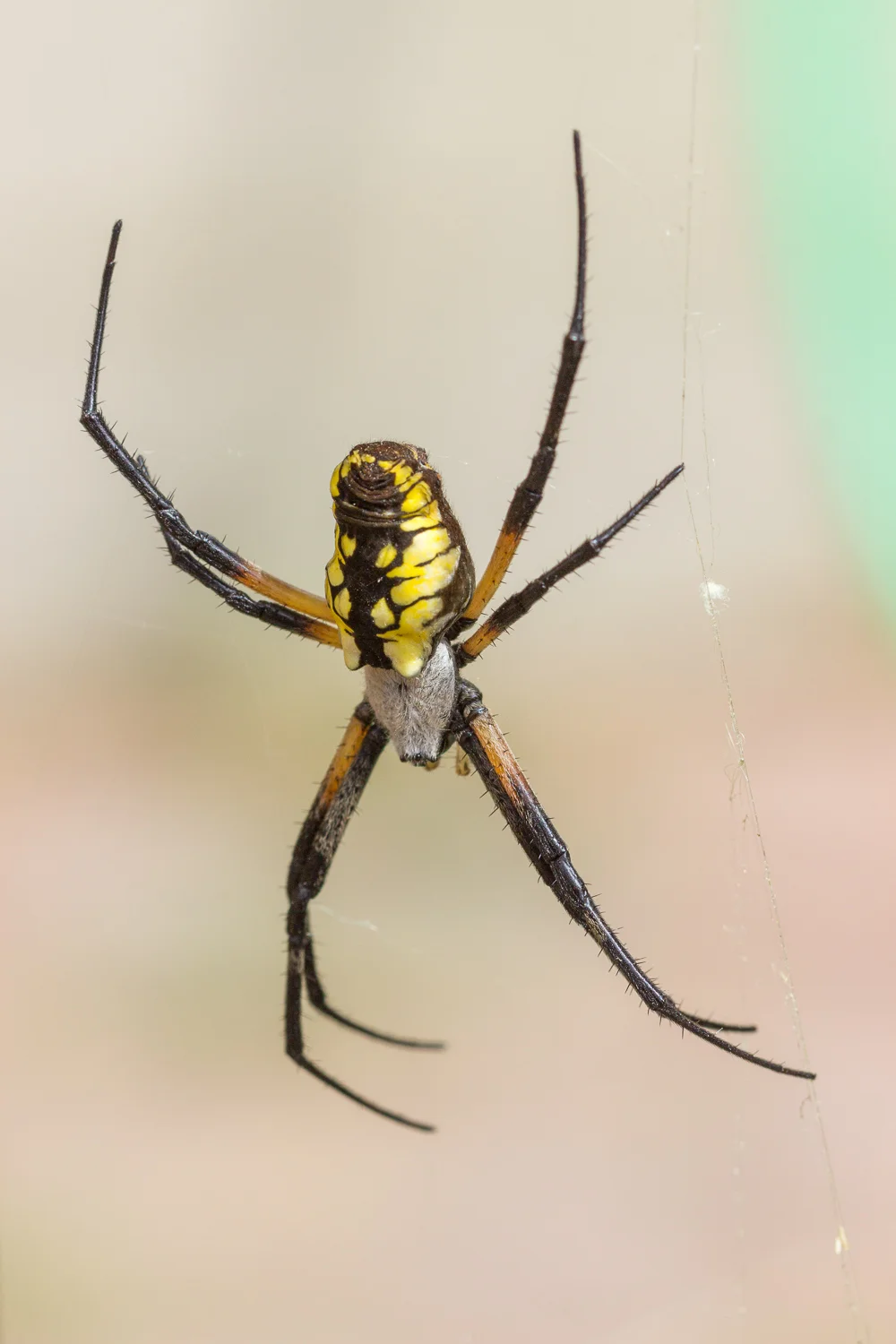 2016-09-11-garden spider_25.jpg