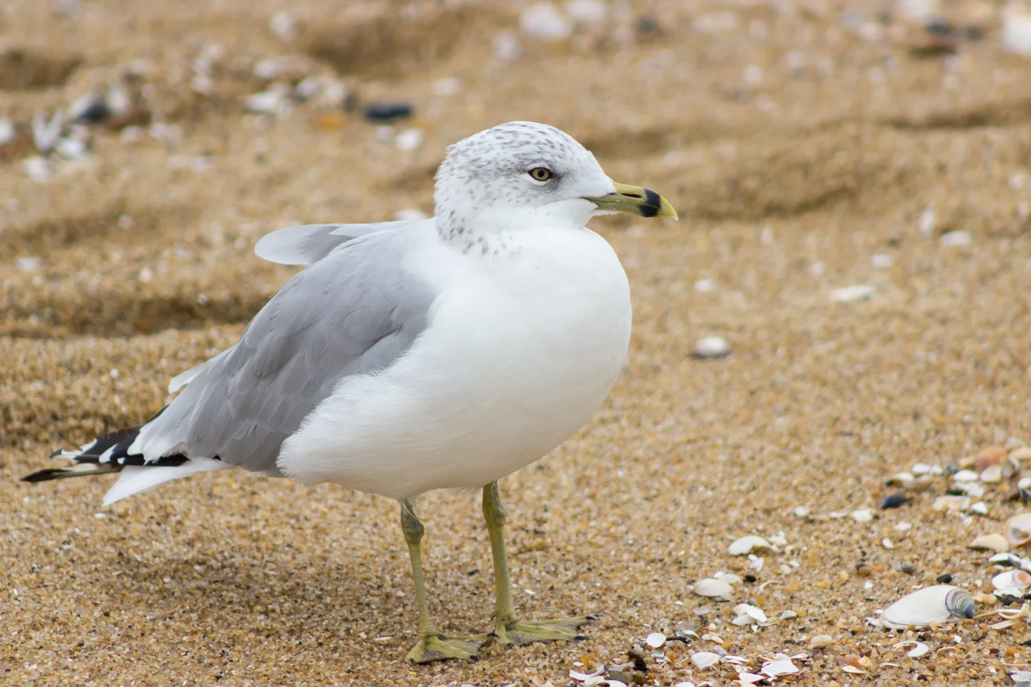 2016-09-09-seagull - Ocean City, MD_53.jpg