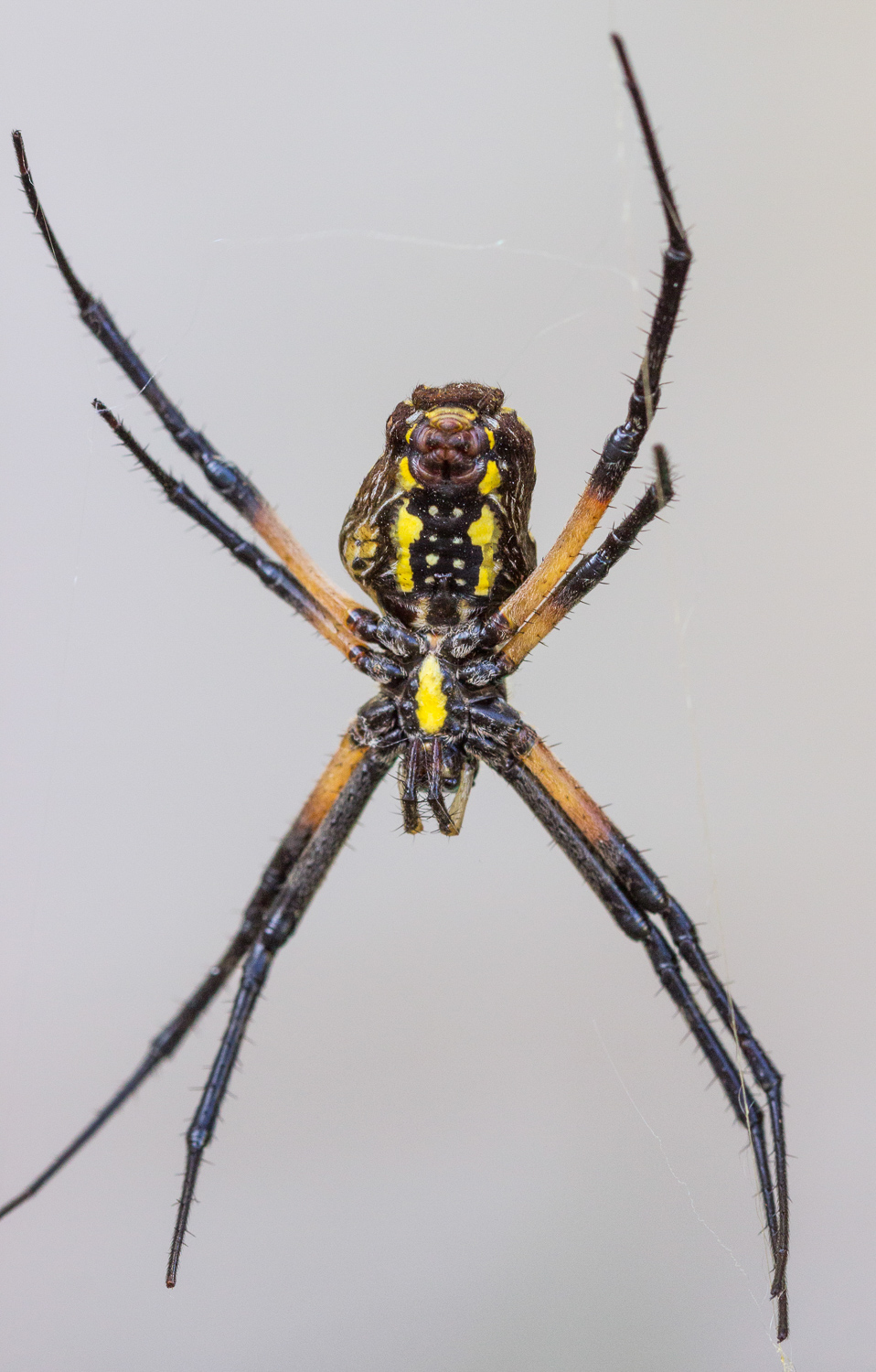 2016-09-11-garden spider_27.jpg