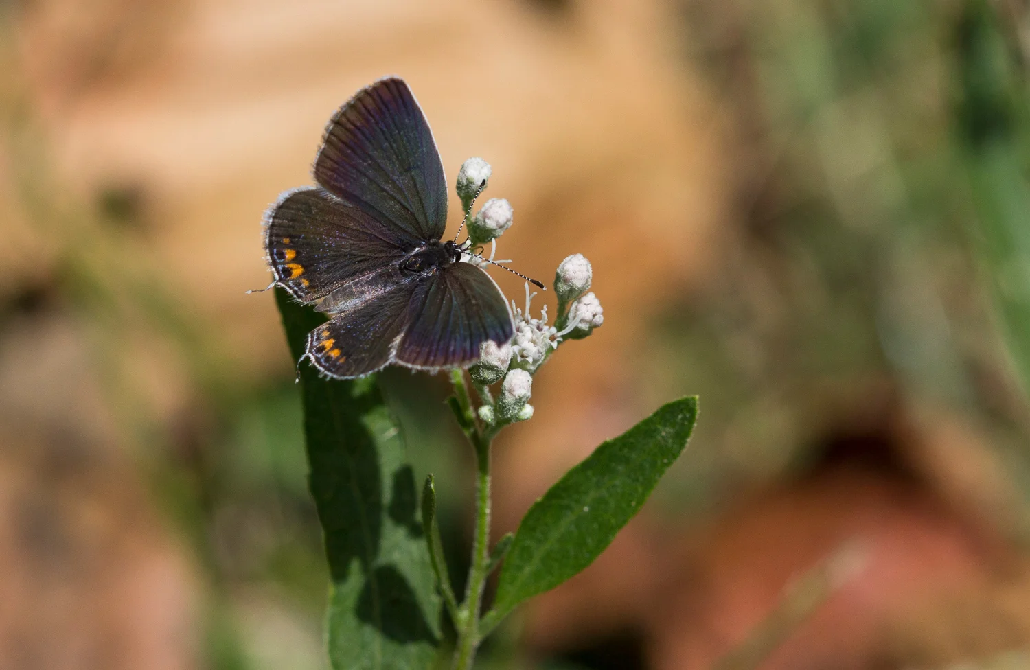 2016-09-16-butterfly_9.jpg
