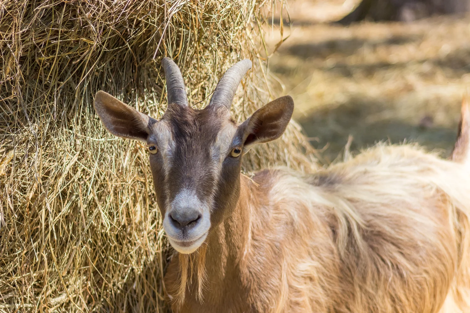 2016-09-22-goat_13.jpg