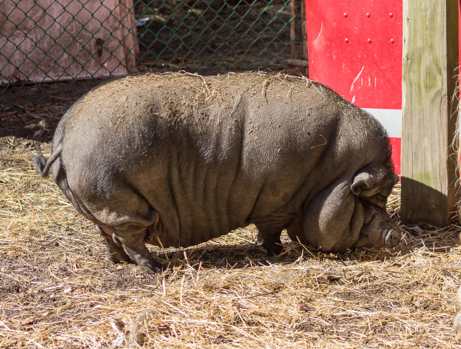 2016-09-22-pig_4.jpg