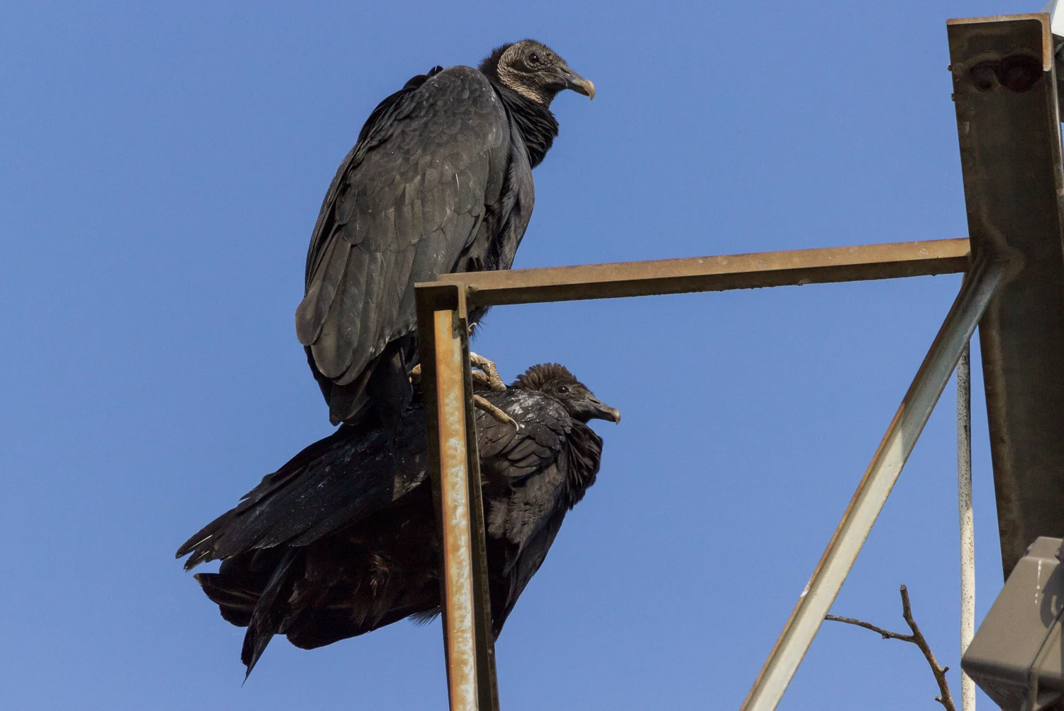 2016-10-01-black vultures_7.jpg