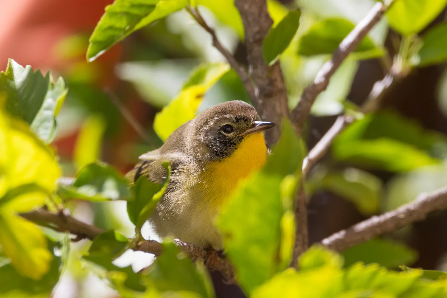 2016-10-10-bird in hibiscus_1.jpg