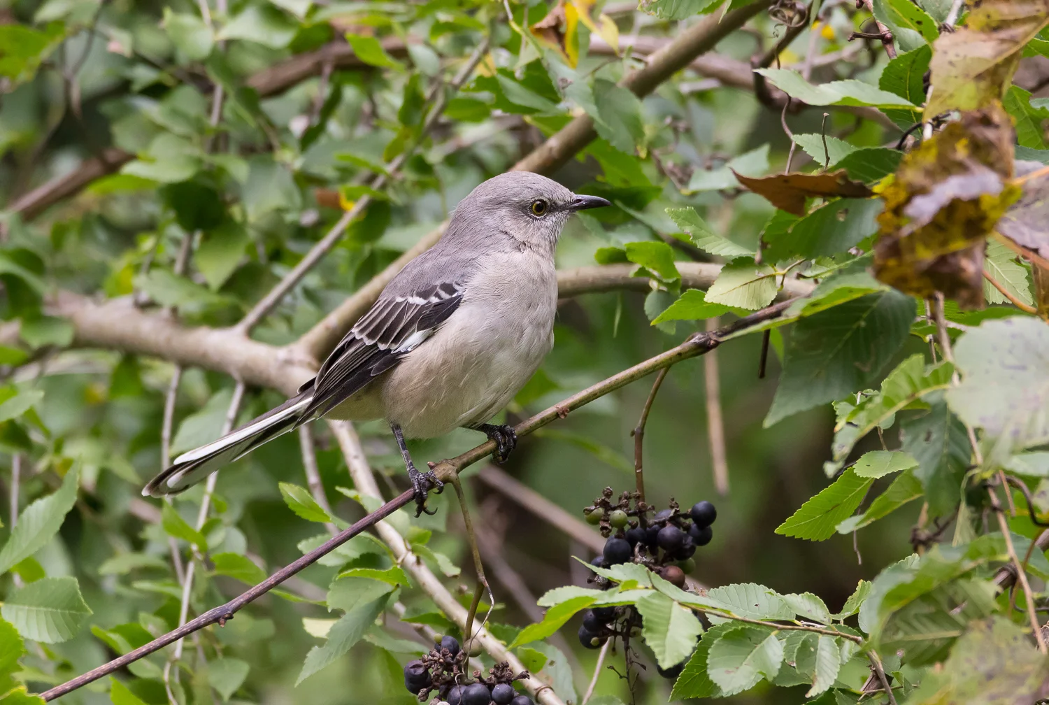 2016-10-12-northern mockingbird.jpg