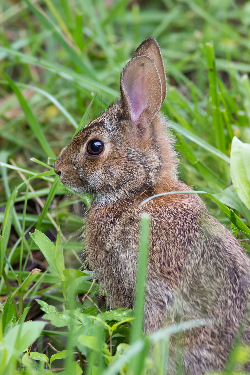 2017-05-24 rabbit_15.jpg