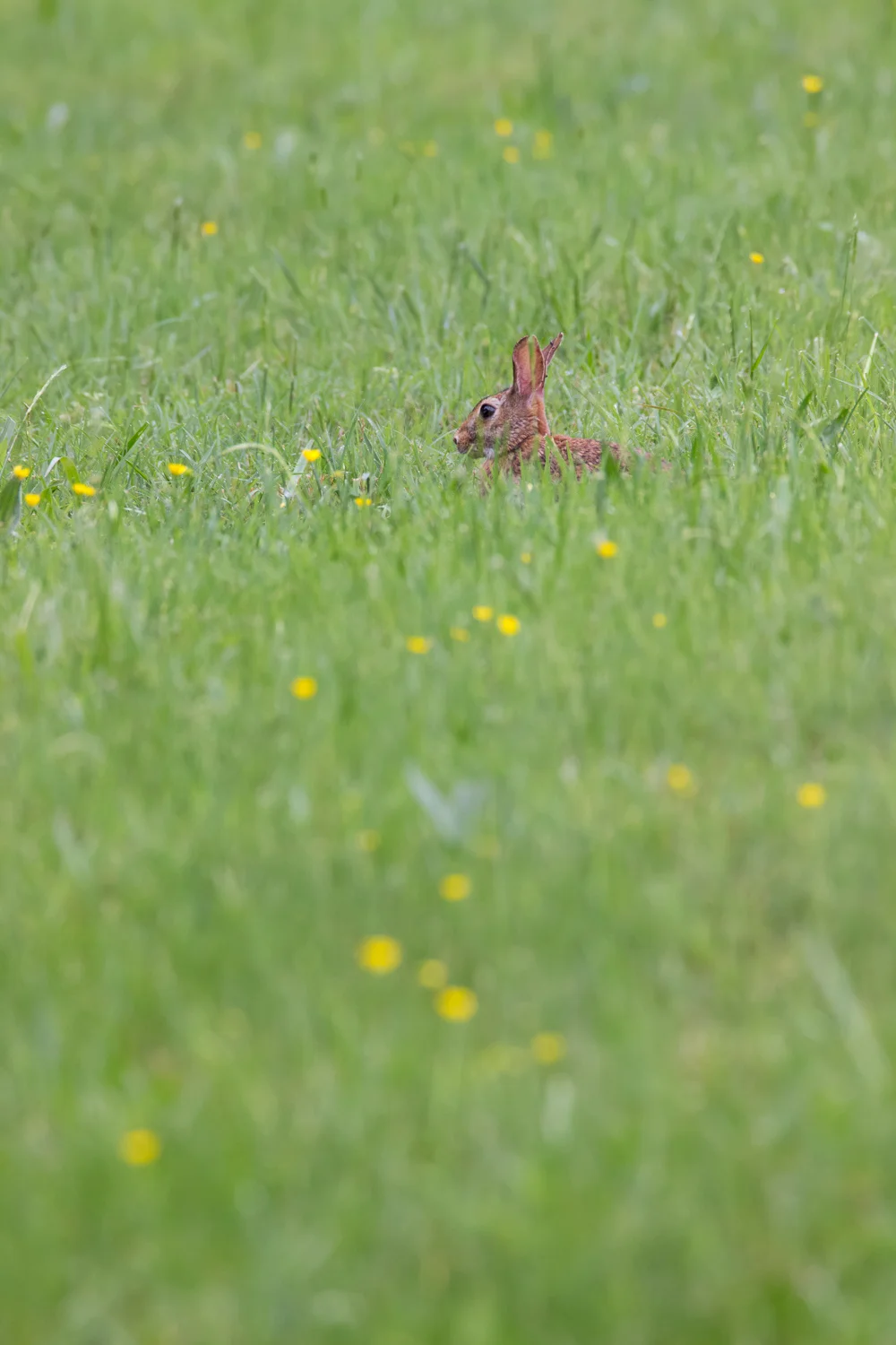 2017-05-24 rabbit_30.jpg