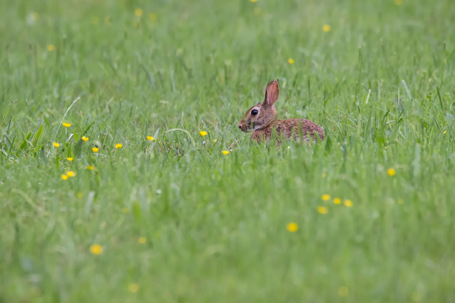 2017-05-24 rabbit_37.jpg