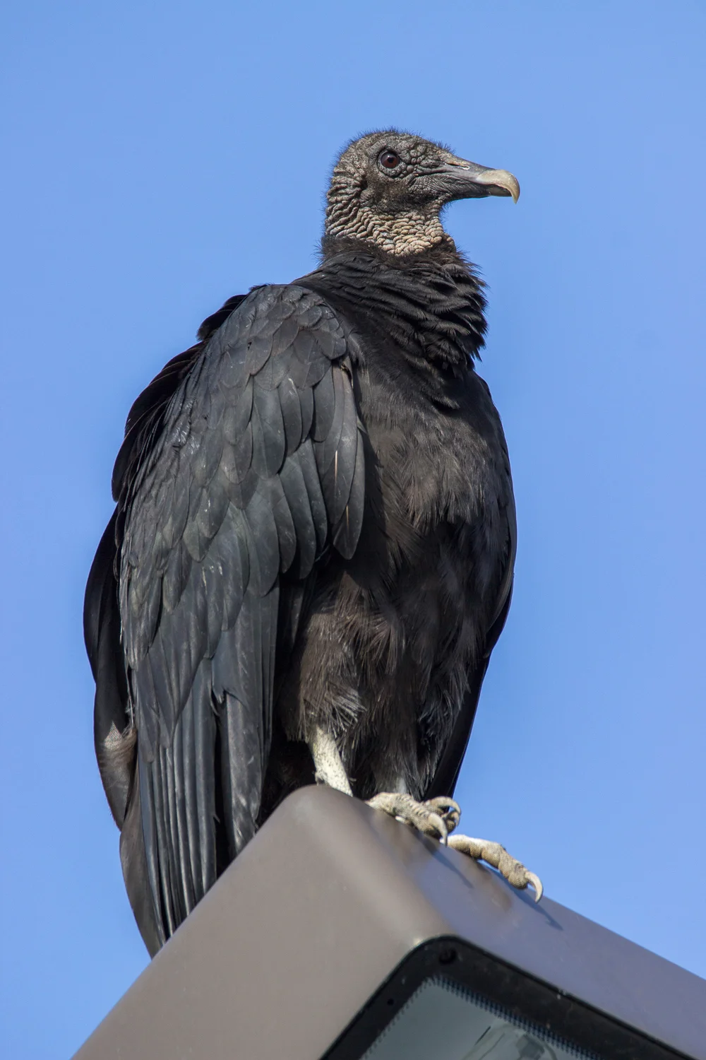 2017-05-28 black vulture_20.jpg