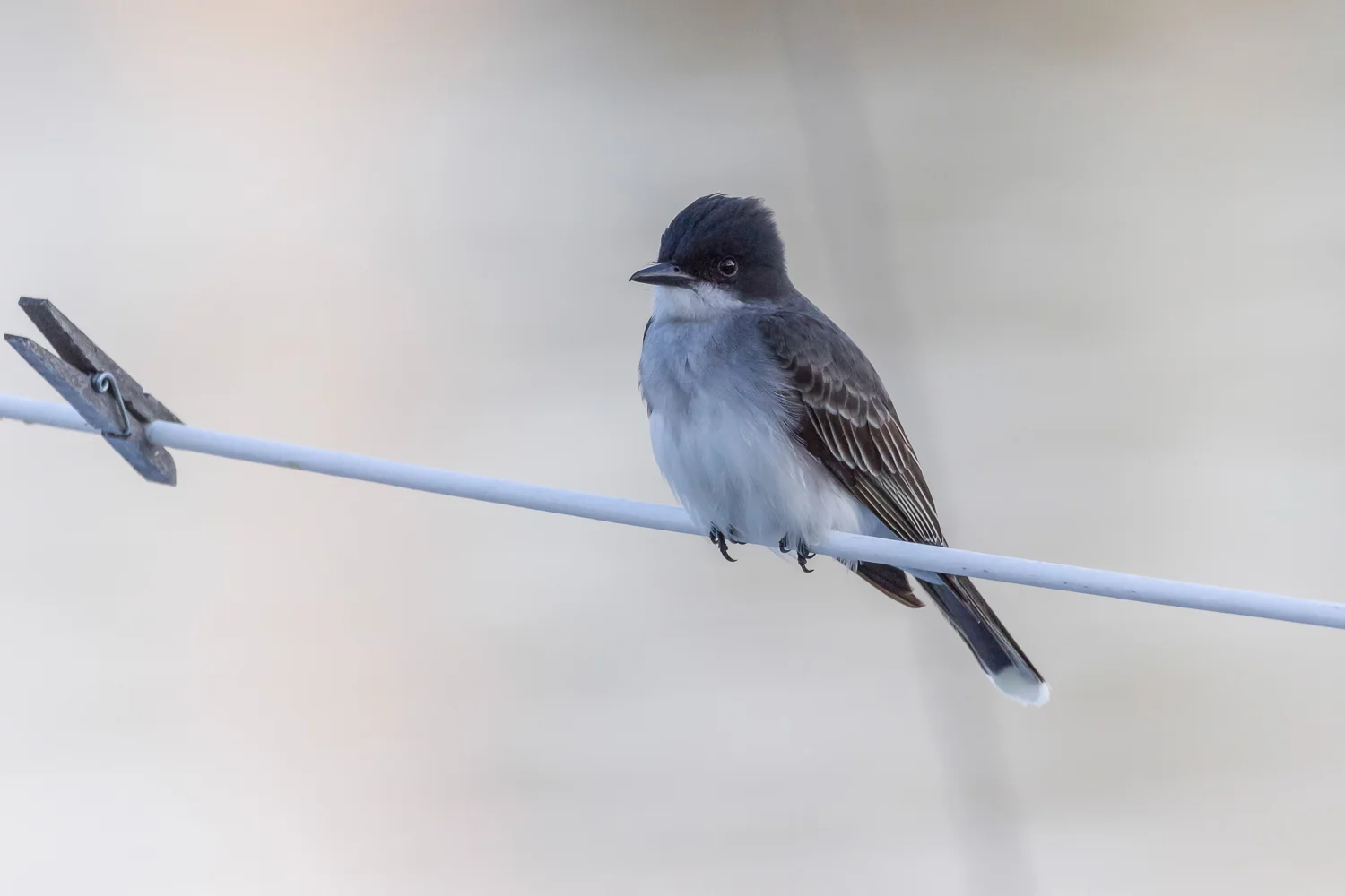 2017-06-03 eastern kingbird on a wire_7.jpg