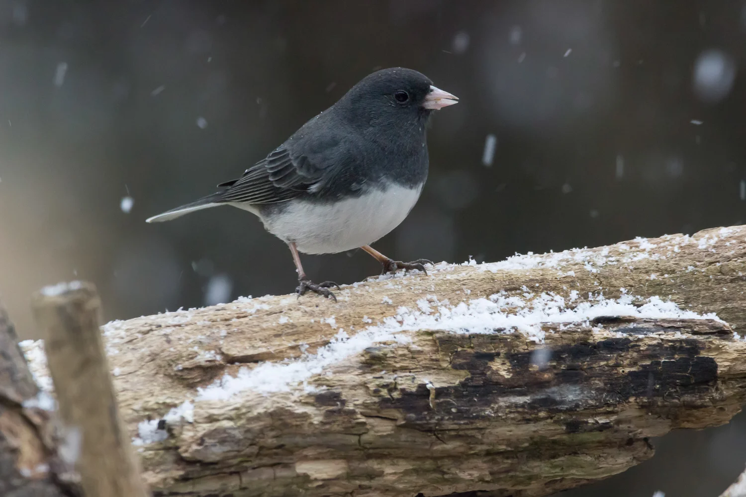 2017-12-09-dark eyed junco bird_9.jpg
