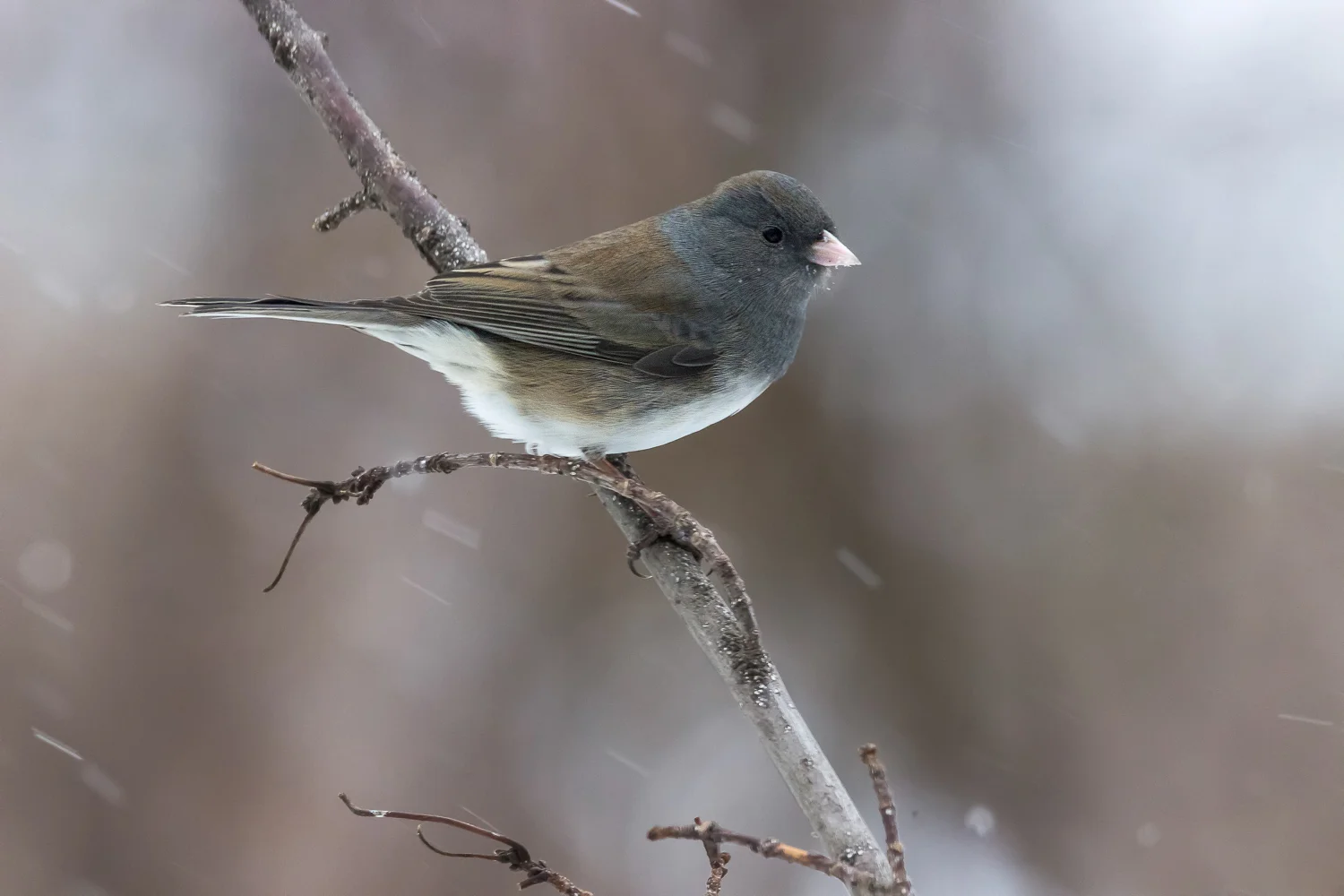 2018-01-05-dark eyed junco bird.jpg