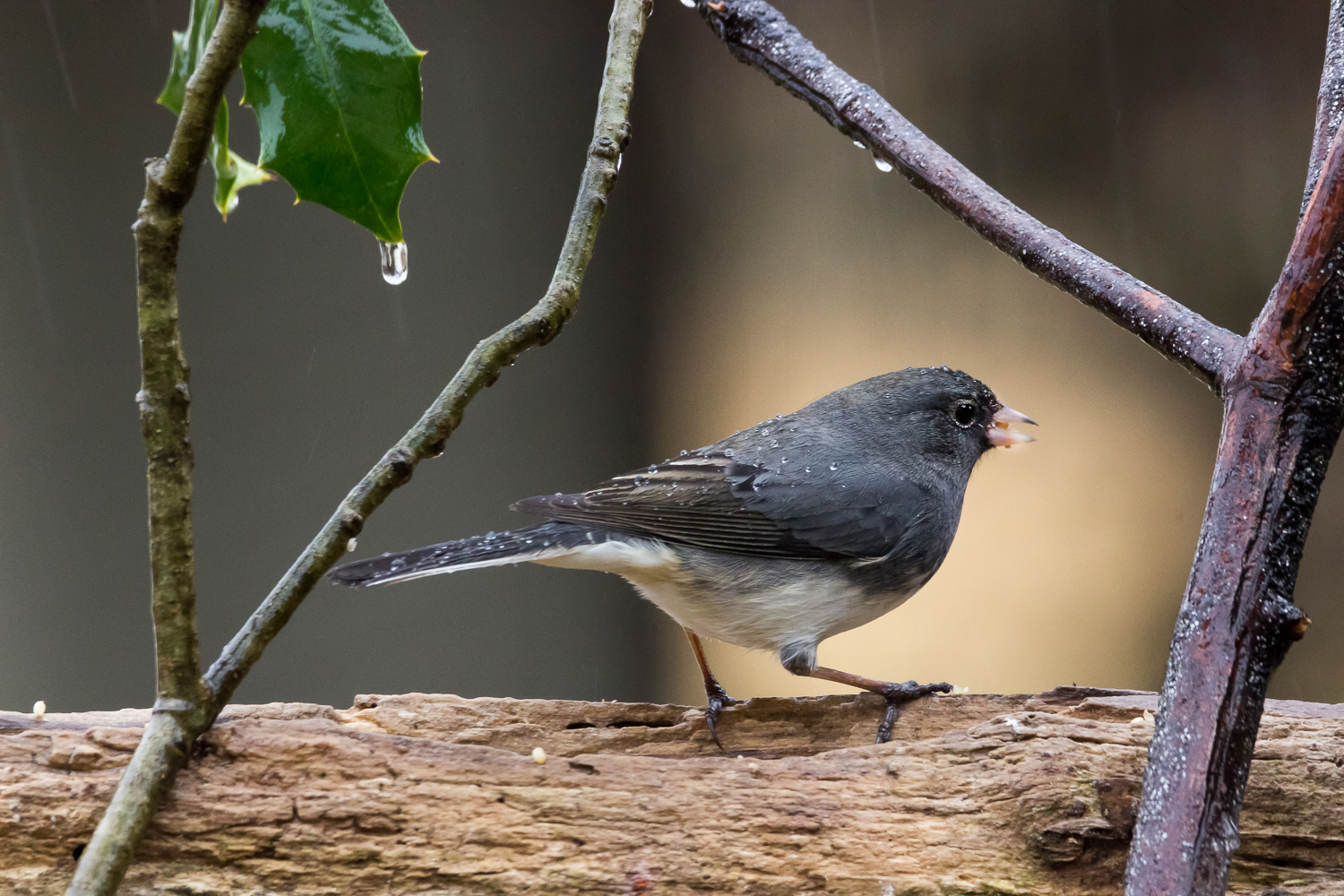 2018-02-04 -dark eyed junco bird_1.jpg