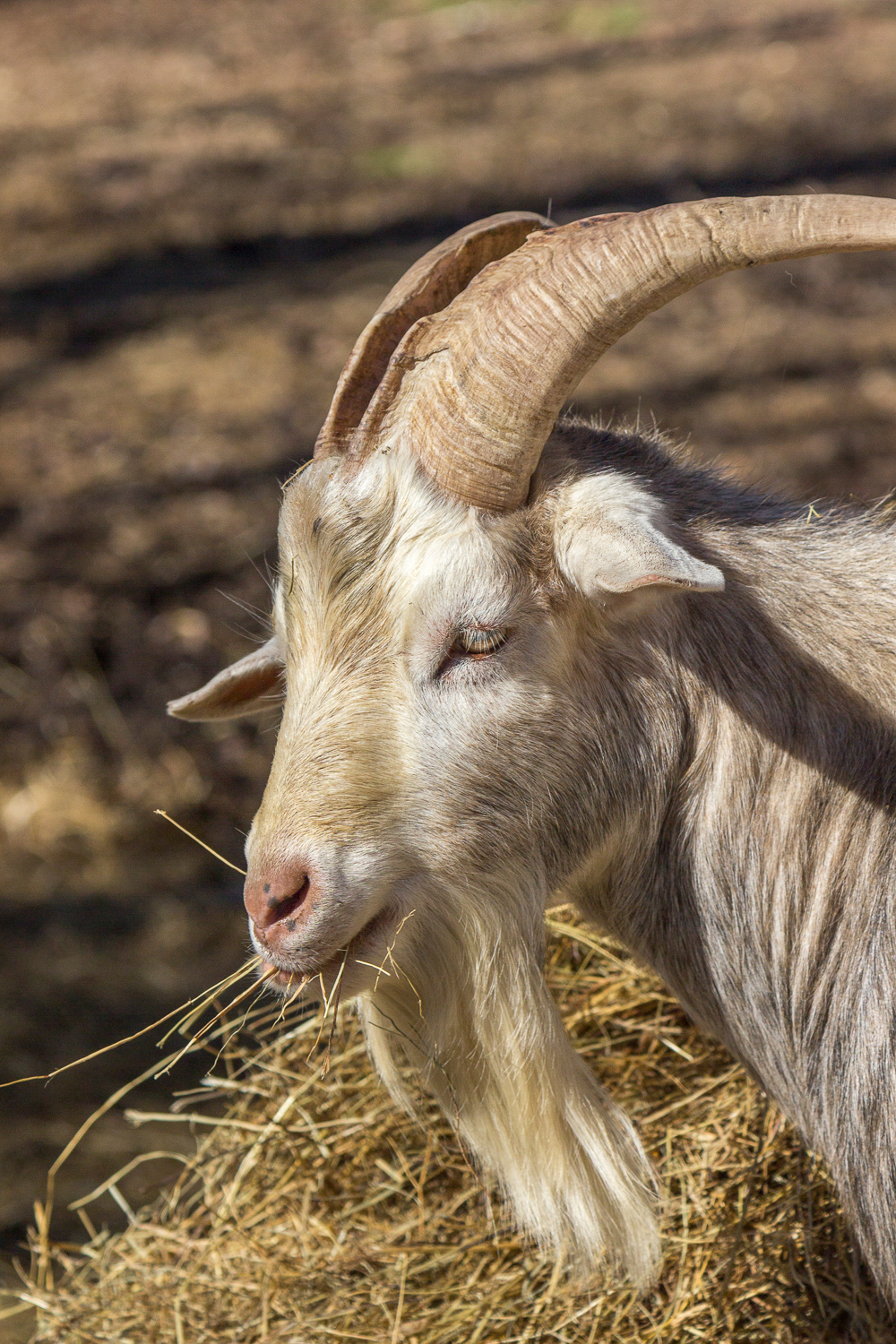 2018-02-27 - goats_23.jpg