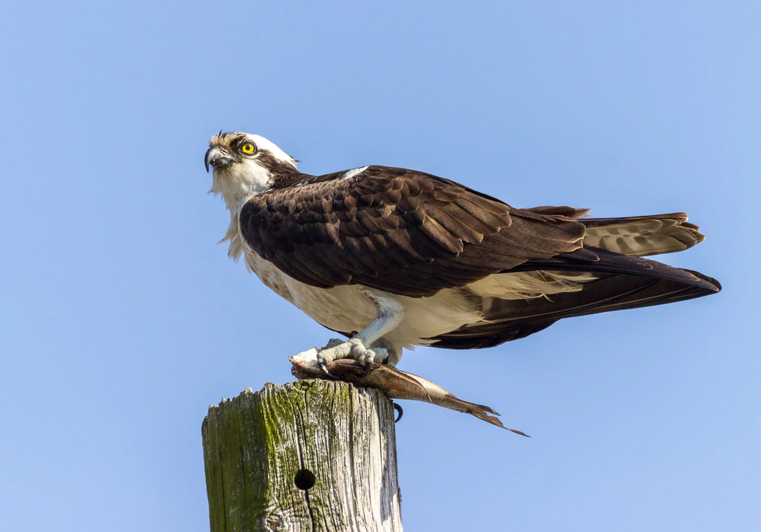 2016-03-17-osprey_181.jpg