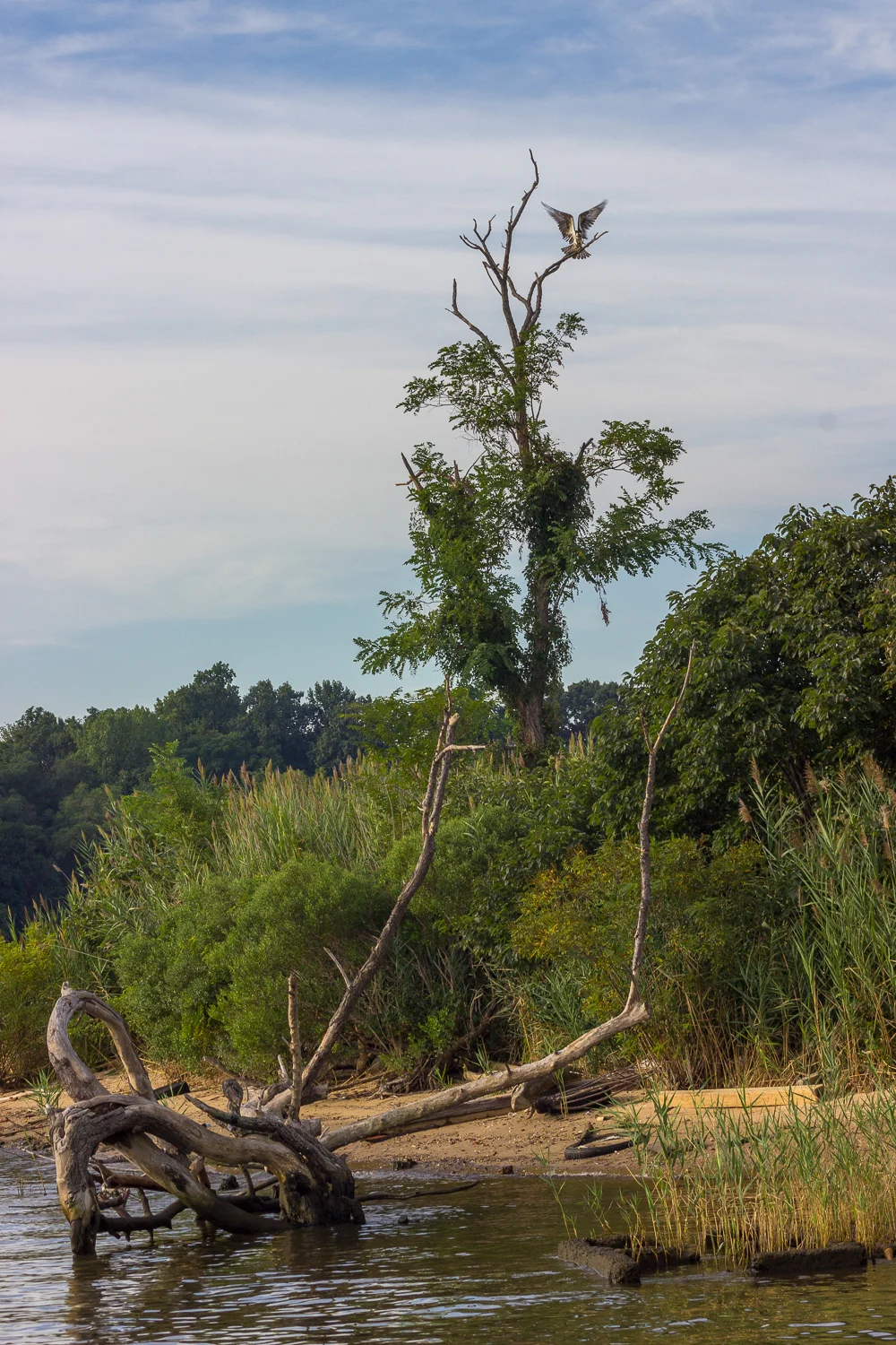 2015-08-23-osprey on stoney creek_4.jpg