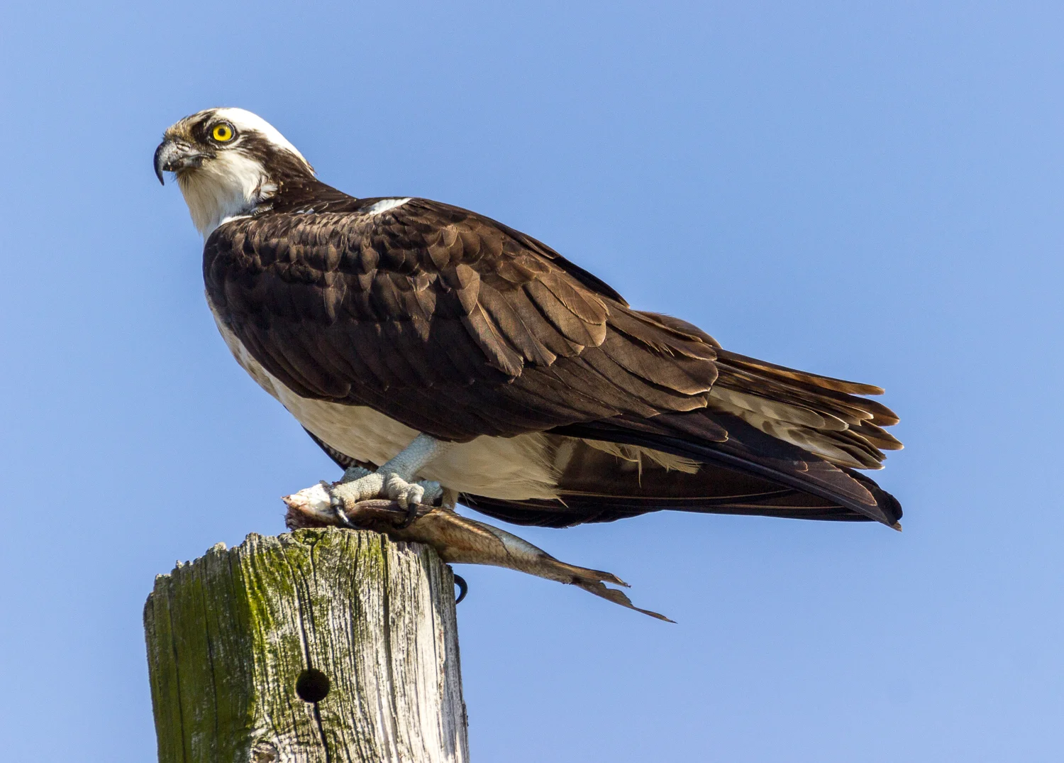 2016-03-17-osprey_203.jpg