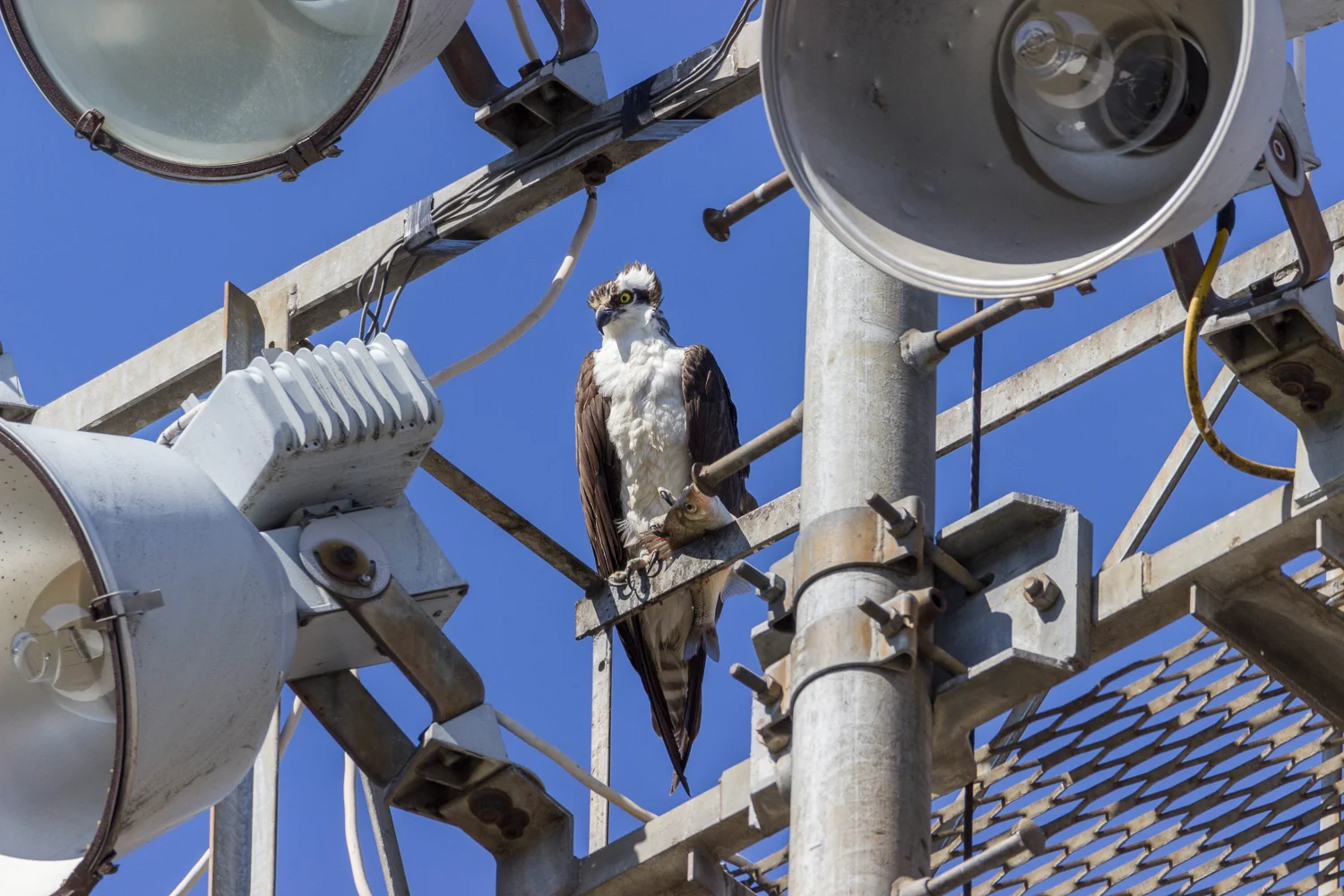 2016-03-23-osprey_37.jpg