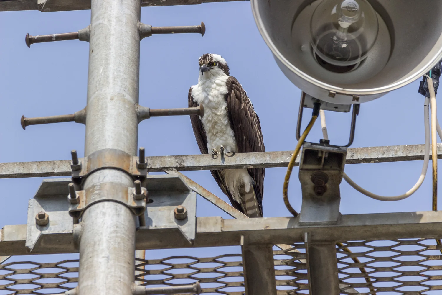 2016-03-24-osprey_35.jpg
