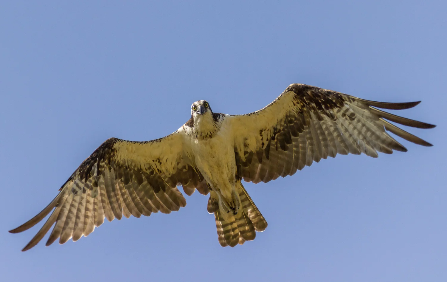 2016-05-20-osprey_63.jpg