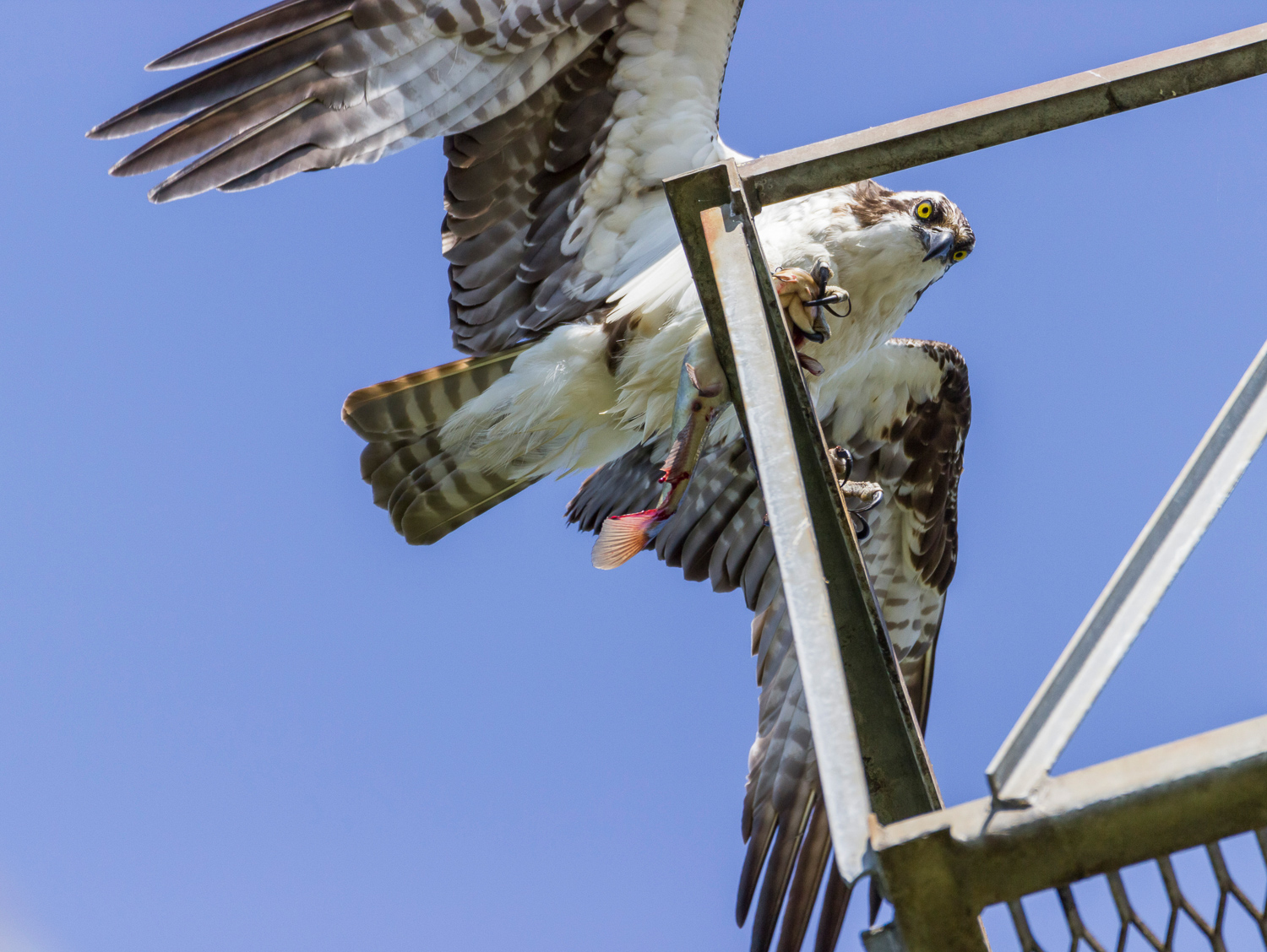 2016-05-20-osprey_85.jpg