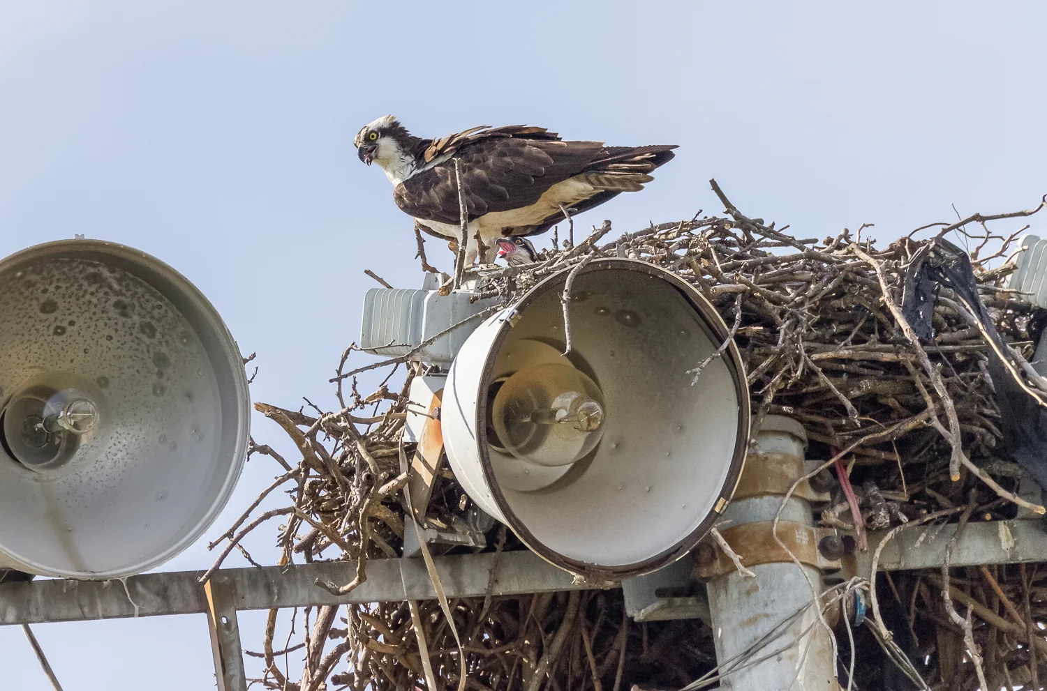 2016-06-10-osprey & baby_29.jpg
