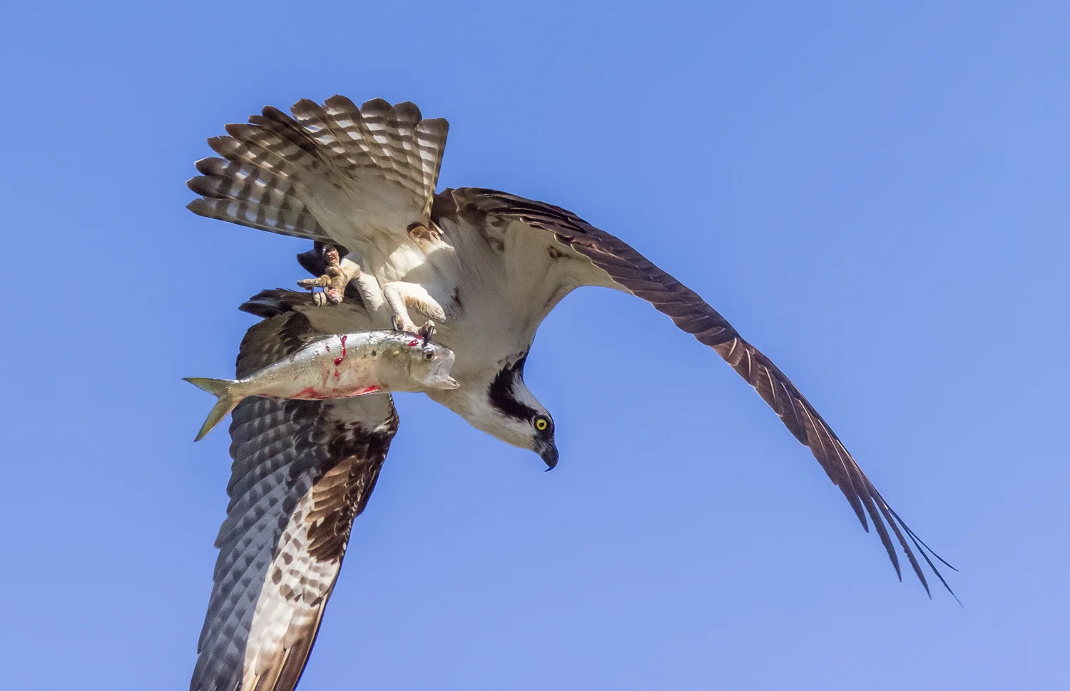 2016-06-13-male osprey_16.jpg