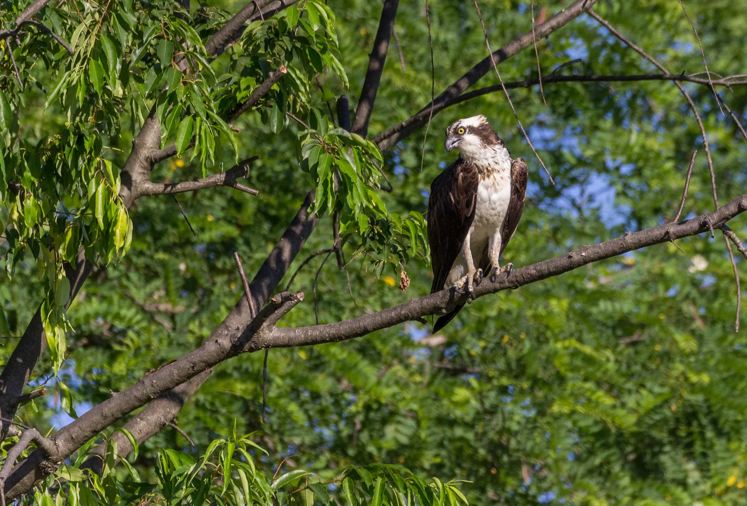 2016-06-13-female osprey_12.jpg