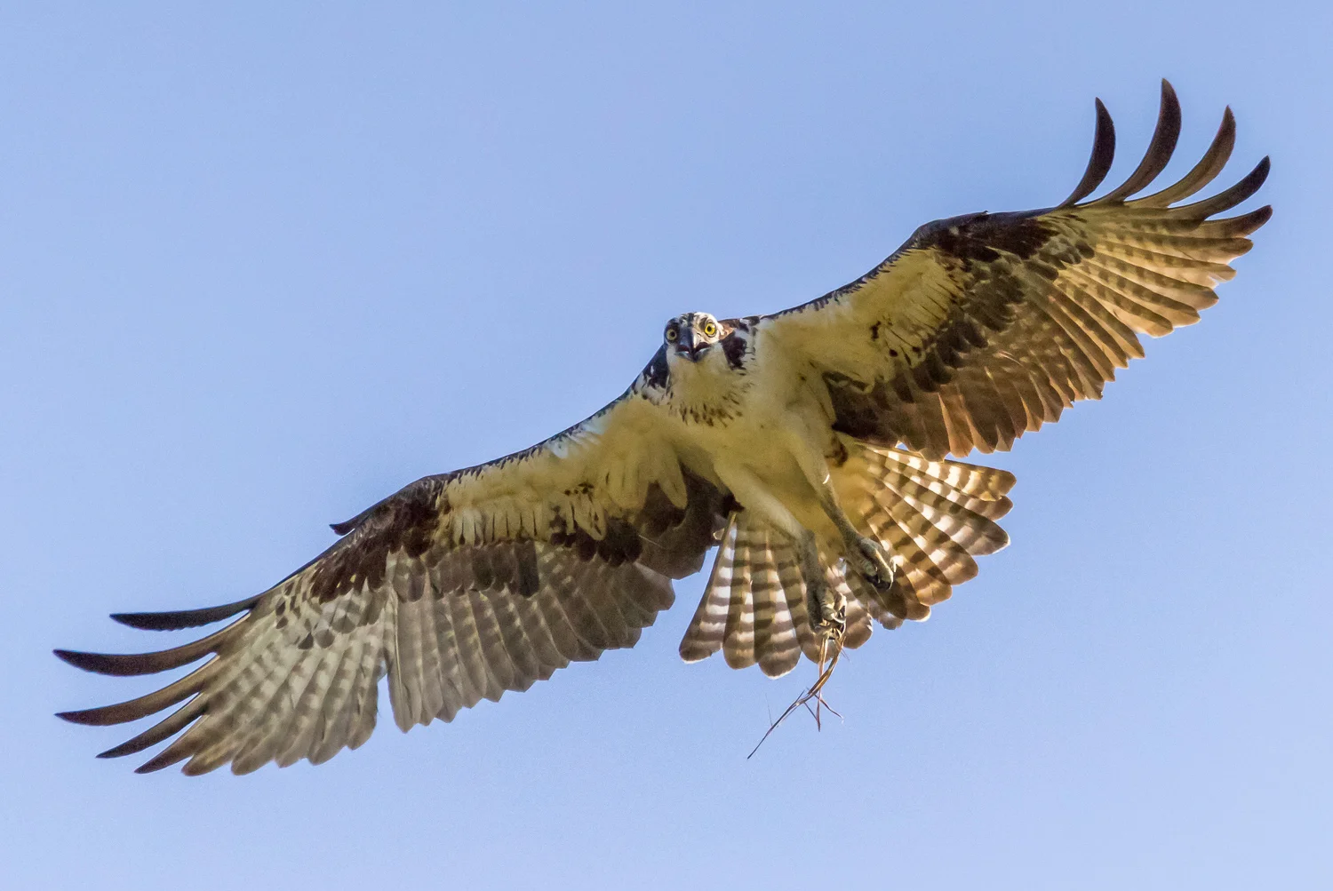 2016-06-27-female osprey_20.jpg