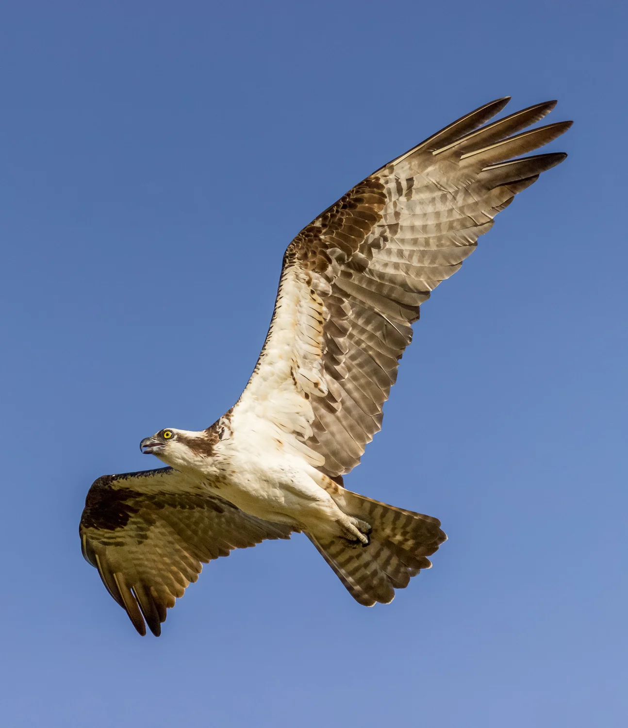 2016-06-27-female osprey_60.jpg
