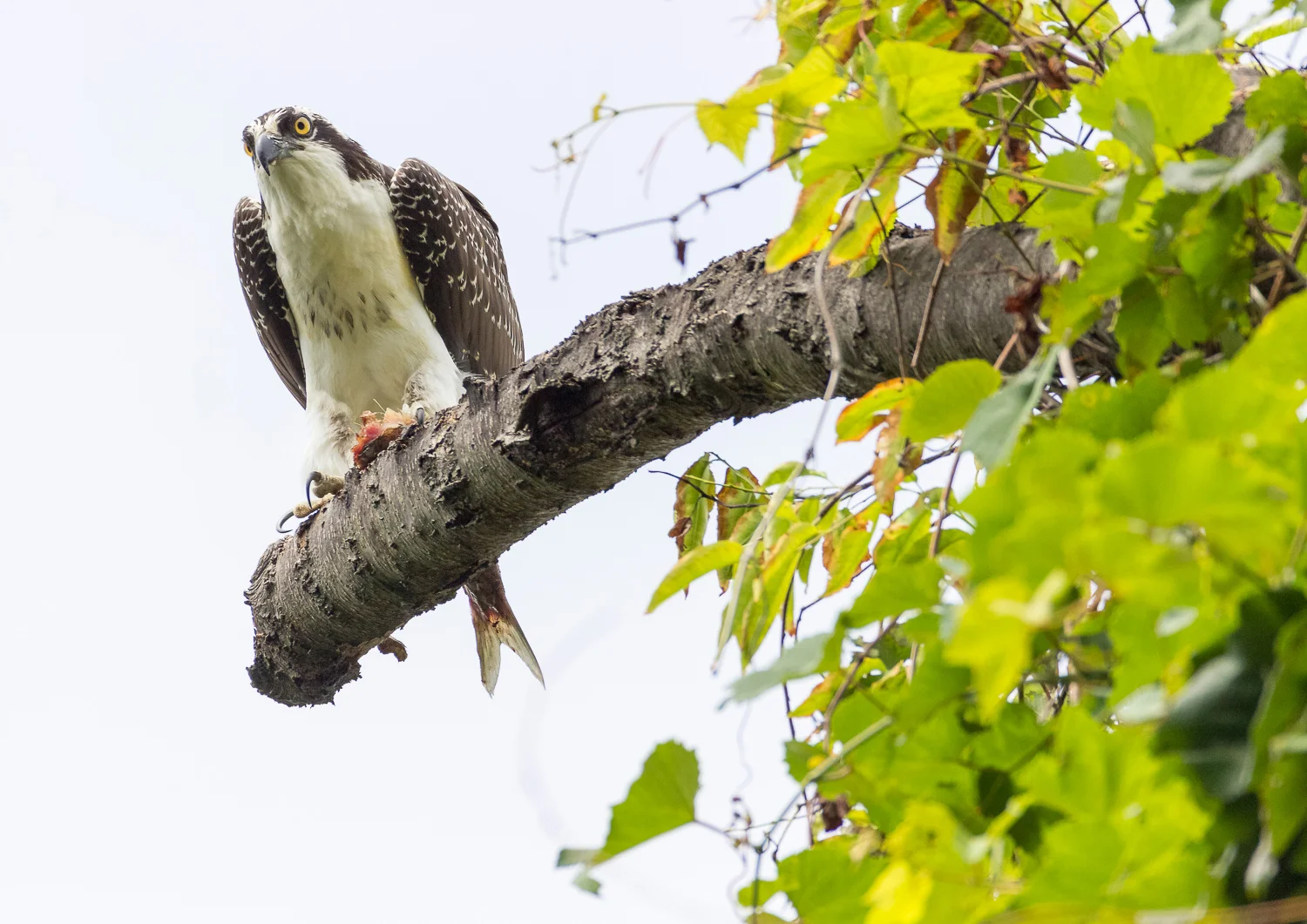 2016-08-04-osprey on branch_172.jpg