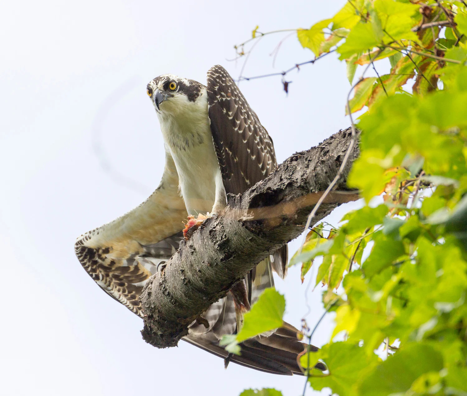 2016-08-04-osprey on branch_144.jpg